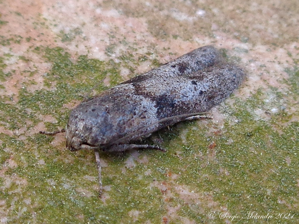 Blastobasis glandulella - Blastobasidae